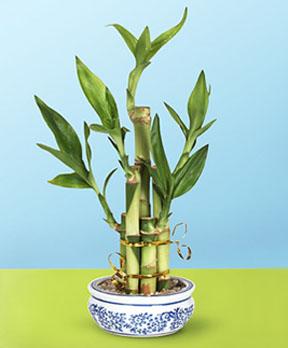 Lucky Bamboo