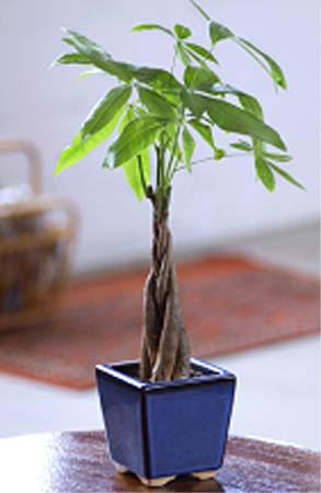 Braided Money Tree